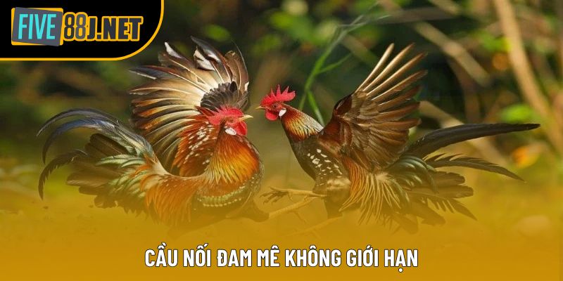 Cầu nối đam mê không giới hạn