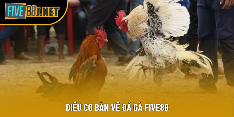 Điều cơ bản về đá gà Five88 Điều cơ bản về đá gà Five88