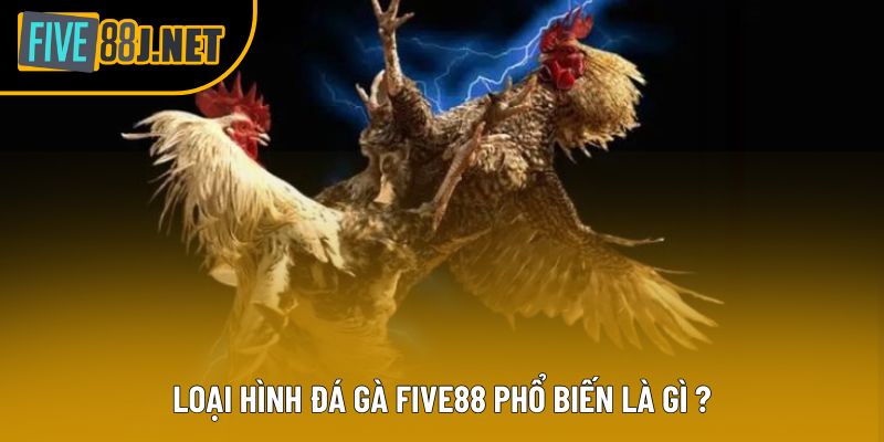 Loại hình đá gà Five88 phổ biến là gì ? Loại hình đá gà Five88 phổ biến là gì ?