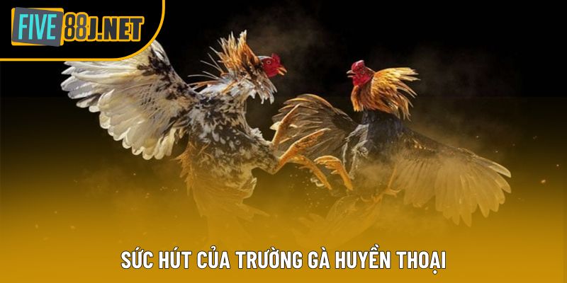 Sức hút của trường gà huyền thoại Sức hút của trường gà huyền thoại