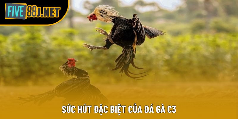 Sức hút đặc biệt của đá gà C3 Sức hút đặc biệt của đá gà C3