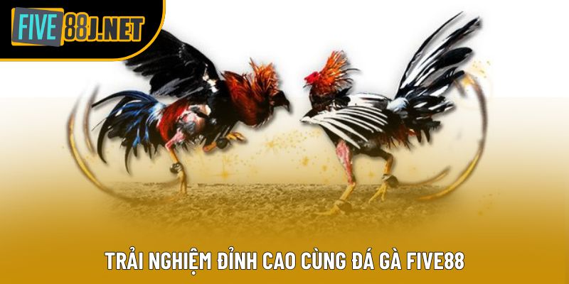 Trải nghiệm đỉnh cao cùng đá gà Five88 Trải nghiệm đỉnh cao cùng đá gà Five88